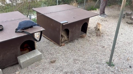 68K views · 14K reactions | Mother and puppies are safe in the...