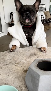 WHAT’S GOING ON #musicvideo #dailyroutine #frenchbulldog #fuzzyslippers #squishmallows | Midgie Pudge