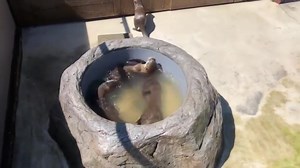 Otter washing machine | Otter