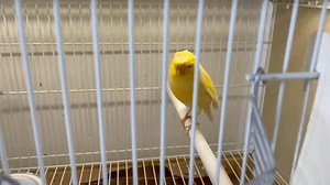 Mating gloster canaries💞 ‌#glostercanary #Canáriocolor #kanarek #canarie #Canárias #الكناري #birds #カナリア鳥 #Канария #kanarya #cazacanario #ক্যানারি #कैनरी | Fabio Canavarro