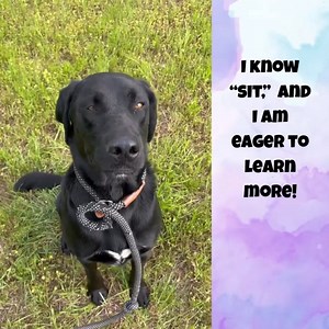 ADOPTED❤️Black Lab lovers, we’ve got a handsome young man for you! Waylon is a 1-year-old, sweet heart of a guy! Waylon is friendly and loving, and he knows “sit!” If you love Labrador goodness, come meet gorgeous Waylon! For more info on Waylon: https://tinyurl.com/Handsome-Waylon Instagram users: Please see link in bio. | Denison Animal Welfare Group