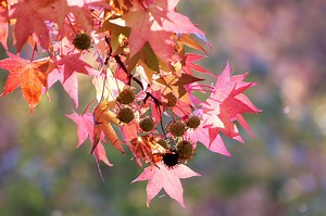 Growing Japanese Maples From Seeds 5 Simple Steps To Success - SARPO