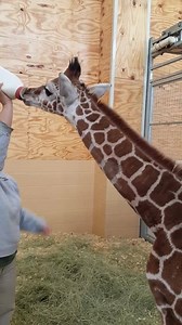 9.9K views · 508 reactions | The new giraffe calf is being fed a high-fat, high-protein milk replacer. He has gained 12 pounds during his first week in Abilene! | Abilene Zoo | Facebook