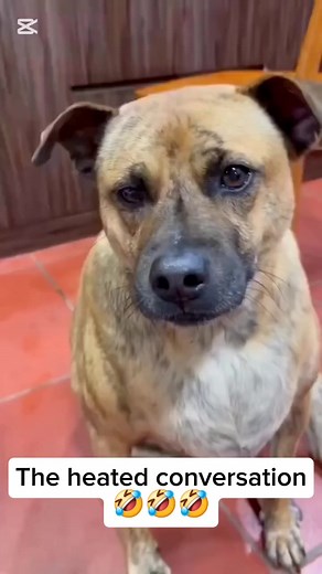 The heated conversation 😅 #trending #doglover #viral | Trichard Tshabalala