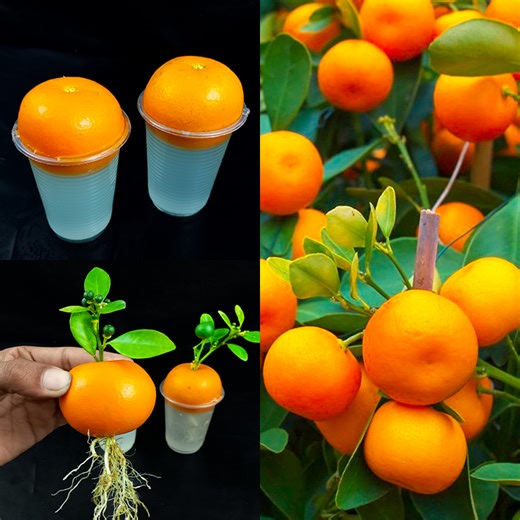 Growing Orange Tree from orange | How to grow orange tree | DIY IndoorGarden