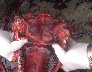 Calf Diphtheria, Causes, Symptoms & Treatment - Canadian Cattlemen