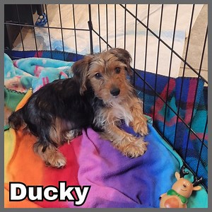 22 reactions | Yorkies, Yorkies, Yorkies!!! Don’t forget, these...