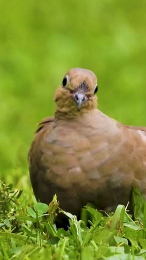 370 reactions · 19 shares | The Mourning Dove (Zenaida macroura) is...