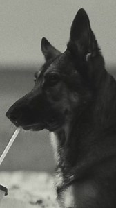 Kinds of Kindness, Palm Dog Mutt Moment Winner 2024. | Searchlight Pictures