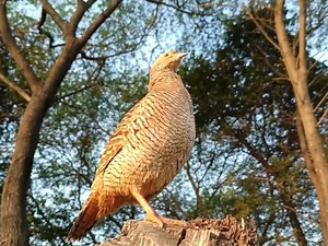 9.1K views · 364 reactions | Most beautiful teetar birds voice compilation 列 | BIRD 24 | Facebook