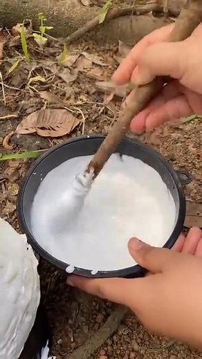 Traditional Rubber Tree Tapping – Latex Harvesting Process #RubberTree #RubberHarvesting #LatexCollection #TraditionalFarming #Agriculture #SatisfyingVideo #NatureProcess #TreeTapping #RuralLife #FarmingLife #whatisnewyork #reels #explorepage #explore #nataliereynolds #costume #harley #harleyquinn #joker #batman #cosplay #costume #halloweencostume #halloween #explorepage #paint #reels #bodypaint #famous #nataliereynolds | Global Stories