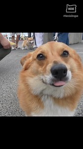 6.6K views · 92 reactions | Have you ever seen a corgi in a blonde...