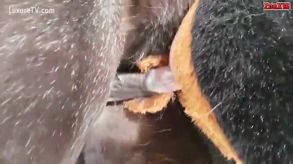 fursuit horse bestiality