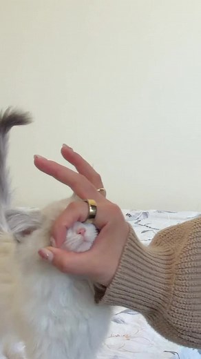 Cute Ragdoll Kitten Boops