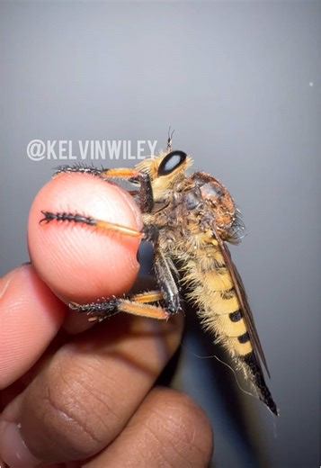 The loud sounds given off from the buzzing of its wings are the last thing its victims hear before being swept up and envenomated! This particular species of robber fly is known as a Red-Footed Cannibalfly (Promachus rufipes). Often mistaken for “giant mosquitoes,” these fearsome flies are fast flying predators that feed on a variety of different insects, and in some cases, even hummingbirds! Their hunting strategy usually consists of perching on something high up, such as tall plants and tree b