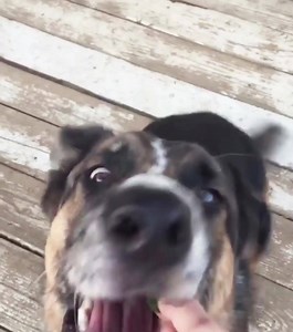 If you aren't this excited when taking your supplements, then you're doing it wrong. Take a few notes from our furry friend, Zeppelin 🐶 He thinks, "the faster you eat them, the faster they work!" Video Credit: gameofdanes Shop our wafers here: http://bit.ly/rejuv-a-wafers | Sun Chlorella USA