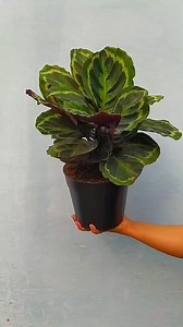 #calathea #medaillon #prayer #plants #indoorplants #houseplants #plantsplantsplants #plantas #garden | Decor & Beauty