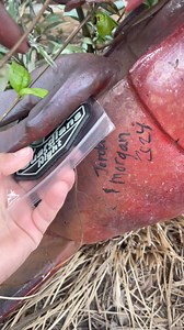 2.2K views · 44 reactions | Come pet alligators and get free stuff. Patch, DoorJamm, sticker…… Stand by for more. Also, if you find one, leave the rest for others. | Worthless Handler | Facebook