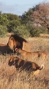 Massive black maned lion from South Africa | African Lions