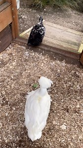 1.7K views · 468 reactions | Dusty Duck never stopsIt’s amazing what love, laughter, and a positive attitude can do xox | Dusty and Otter Duck | Facebook