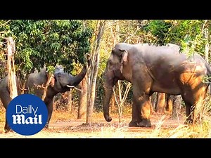 Male elephants make peace after weeks of fighting over a female