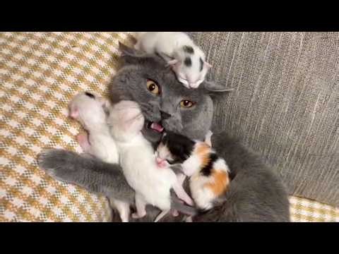 When Mom Cat Gets Overwhelmed with Raising Her Unhinged Babies 🤣
