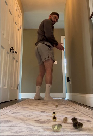 Button Quail Hatchlings' First Hallway Walk