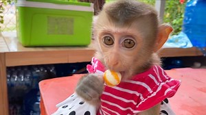 26 reactions | Baby Monkey Maya So Happy When She Got Many Candy That Grandma Buy For Her | Monkey Free | Facebook