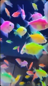 Glofish Babby Shark dududu 😁😍 #glofish #aquarium #fish