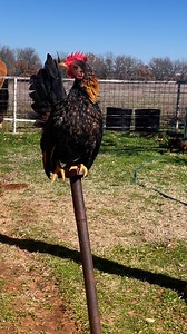 3.3K views · 48 reactions | This little serama rooster is a cutie. I still haven’t named him #serama #microchicken #chicks #rooster #small #little #cute #farmlife #chickens | Kara’s chicken coop | Facebook