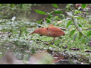 Cinnamon bittern catching a fish, 栗小鷺抓魚