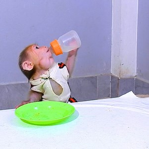 Oh, Toto, eat the weird food that mom makes you eat. #Adorable_Baby_Monkey #Funny_Monkey #Cute_Monkey #Baby_Toto #cute #Lovely #Adorable #Toto_Baby #Gorila #Ape #Hanuman #Abandoned_Monky #Orphan_Monkey | JB video | Facebook