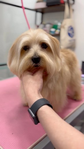 Getting show ready last weekend at @lewagofficial ✨ Our resident Pet Inspector Kiki knows how to pamper herself! | PetsPyjamas | Facebook