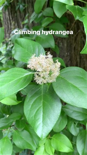 Woodvamp, or Climbing Hydrangea, is an excellent vine for southeastern gardens. It is native to the Southeastern United States and is commonly found growing on trees along streams in floodplains and bottomland hardwood forests.The scientific name is Decumaria barbara. It is commercially available, but be careful when asking for climbing hydrangea at your local nursery. There is an Asian cousin, Hydrangea petiolaris, that shares the common name. Woodvamp is sometimes identified as Hydrangea barba