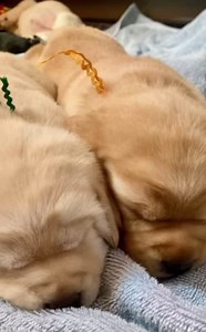 23 reactions | #ADW Little Green and Little Orange are enjoying the weekend with snuggles. Good rest helps them grow faster! #assistancedogs #assistancedogsofthewest #servicedogs #santafeassistancedogs #puppylove | Assistance Dogs of the West | Facebook