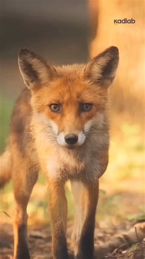 3.4K views · 33 reactions | Logo design ideas  #logodesinger #logodesignchallenge #logodesigner #logochallenge #logotype #logodesigns #logos #logo #logodesign #logomaker | Logo Design | Facebook