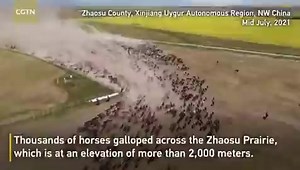 Thousands of horses gallop across Zhaosu Prairie in Xinjiang. The beauty of nature. | Wang Wenbin Chinese Ambassador to the Kingdom of Cambodia 汪文斌