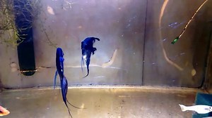 65K views · 2.5K reactions |  Pinoy Angelfish  | AKVARYUM Bilgi Paylasim | Facebook