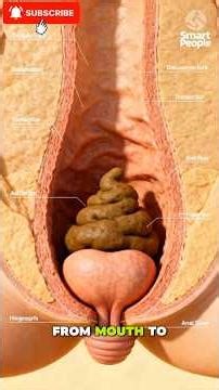 How Food Turns Into Poop — Simple 3D Explanation!