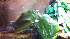 18K views · 815 reactions | Round Frog gets a Snack and kindly gives sister Voigt a Big Face-Kissie! | Stickyfrogs | Facebook