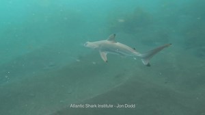 Shark species can be fairly easy to identify if you know size, coloration, positioning of fins, tooth shape and more. However, every now and then something comes along that doesn’t fit the typical categories and here is an example. While diving in the Galápagos Islands three weeks ago our Executive Director, Jon Dodd, got this fascinating video of a blacktip reef shark. However, something on this shark is clearly not typical to this species. Watch toward the end to see the best view! Sulikowski 