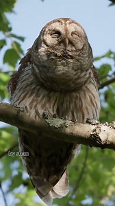 Your time in the woods is not over until the fat lady owl sings. Barred Owl performs the classic "who cooks for you" hooting. | Shan Huang