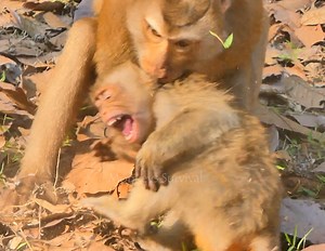 Breaking heart ! Tom atta(ck) bi(te) baby Rainbow cr(ying) sie(zures) terrible scream so hur(t) & sadness_ looks so pitiful #MonkeysSurvival | Monkeys Survival