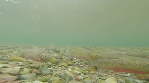 Just me, the bears, and the Cutthroat! off trail deep in the westslope, bestslope of the Bitterswans. | Fish Eye Guy Photography