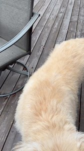 1K views · 182 reactions | This old girl still remembers her old tricks (especially if a dental chew is involved). | Shadow, A Special Kitten | Facebook