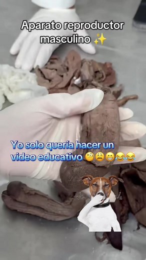 Aparato Reproductor Masculino: Guía y Anatomía