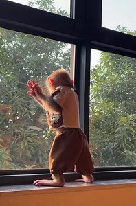 Bibi waiting eagerly for Dad to come home—how sweet is this !!!🥹 | Bibi Jumps