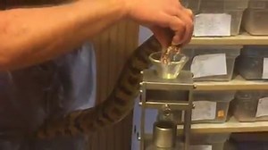 1.7K views · 18 reactions | Eastern cottonmouth ( Agkistrodon piscivorus) | Kentucky Reptile Zoo | Facebook