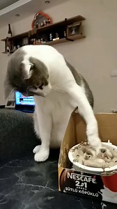 17K views · 306 reactions |  #breedingcanary #Canarycare #Canarychirping #Canary #Canáriocolor #kanarek #canarie #Canárias #الكناري #birds #カナリア鳥 #Канария #kanarya #cazacanario #ক্যানারি #कैनरी | Fabio Canavarro | Facebook