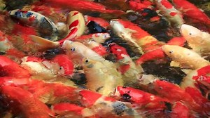 Koi Fancy Carp Swimming 1920x1080 : vidéo de stock (100 % libre de droit) 8859352 | Shutterstock